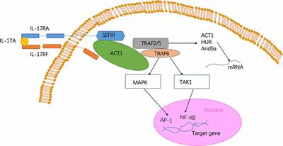 Interleukin-17A: The Key Cytokine in Neurodegenerative Diseases